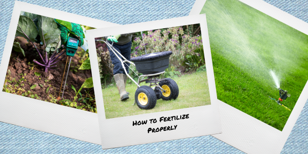 How To Fertilize Your Lawn Properly A Step By Step Plan