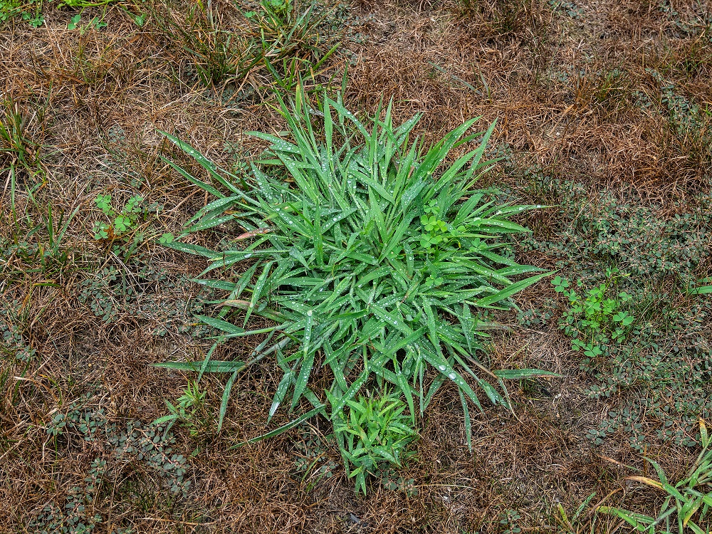How Does Pre Emergent Herbicide Work Dickens Nashville Nashville TN